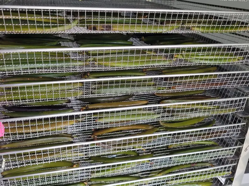 Curing room