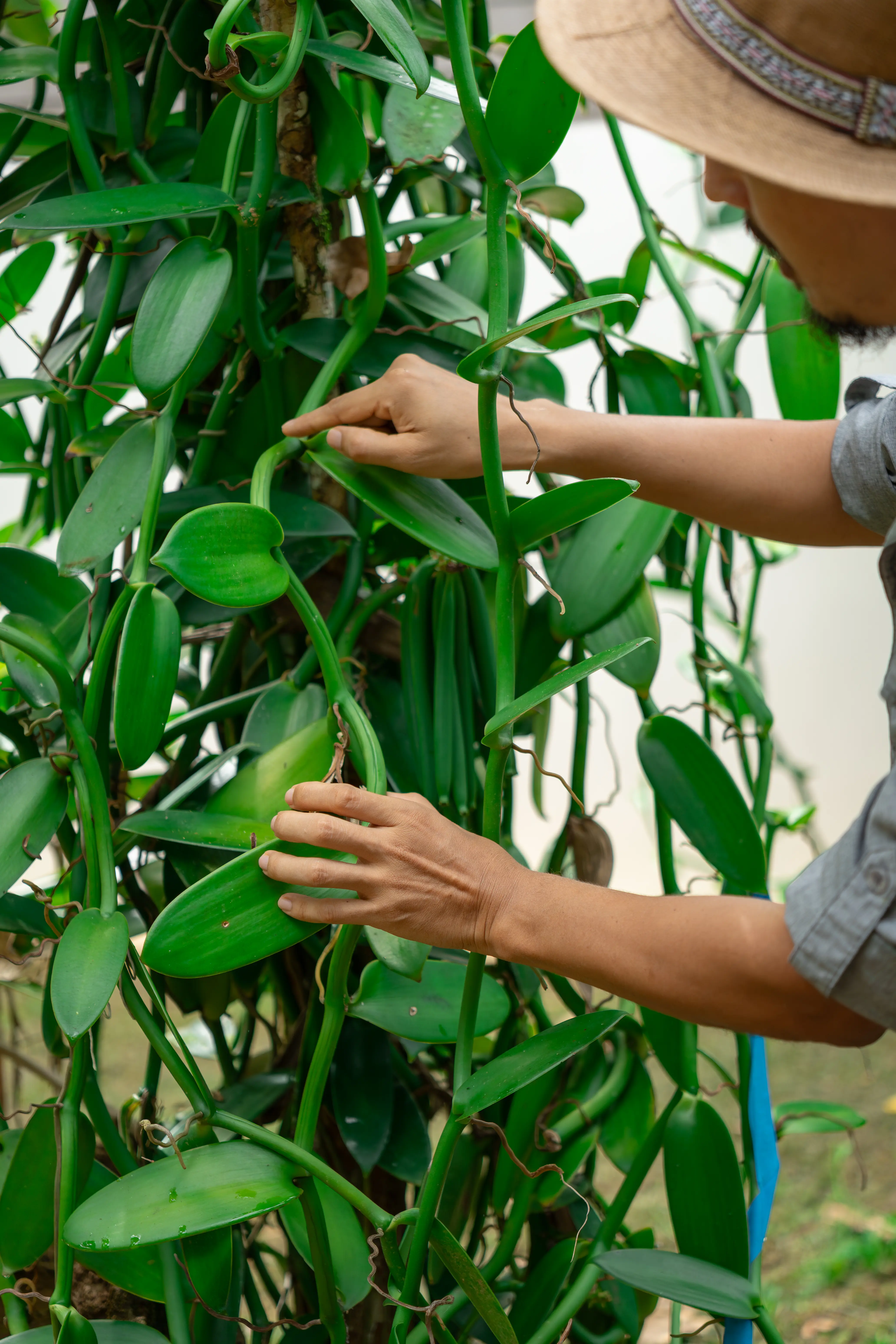 Plantas de vainilla saludables