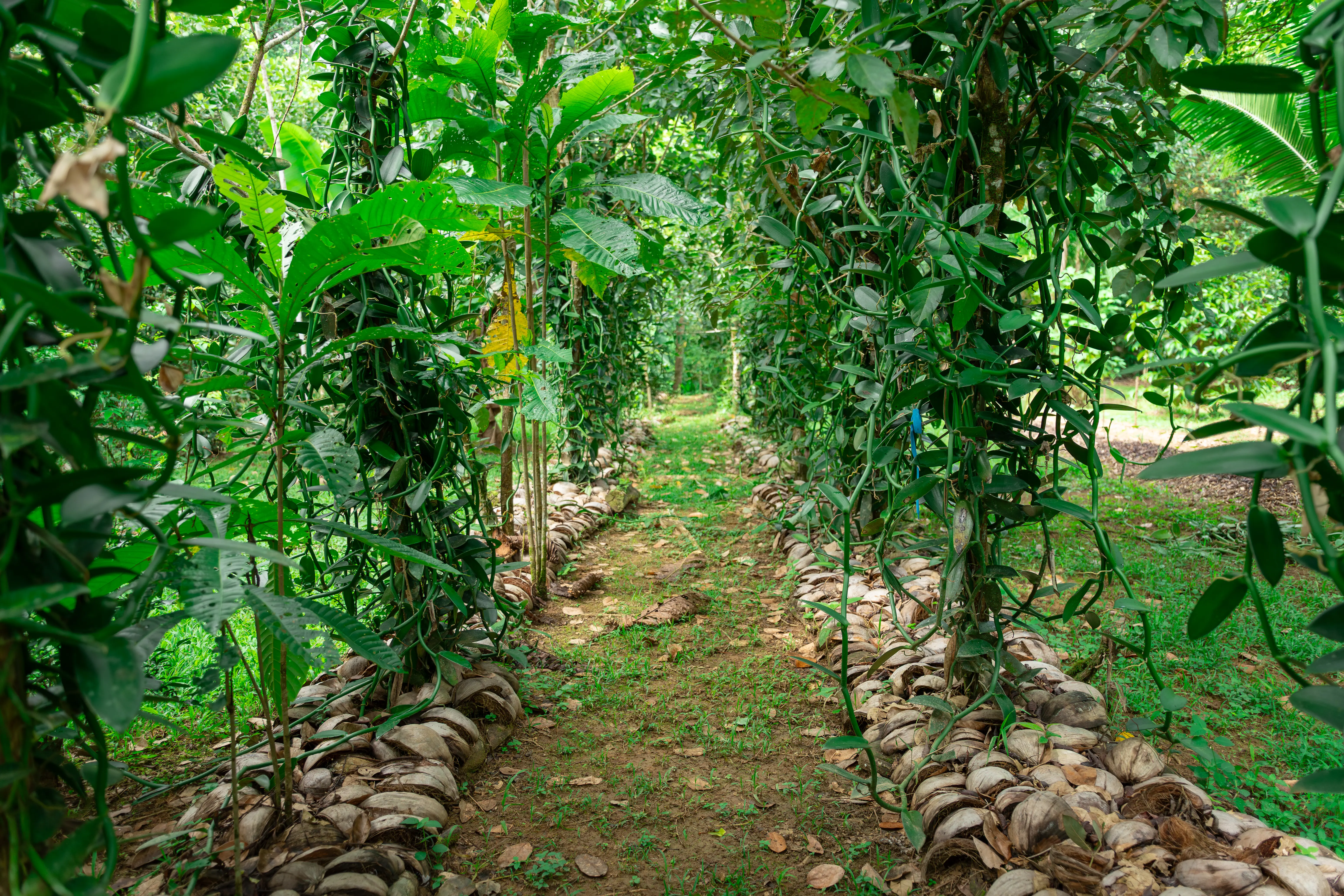 Plantación de vainilla